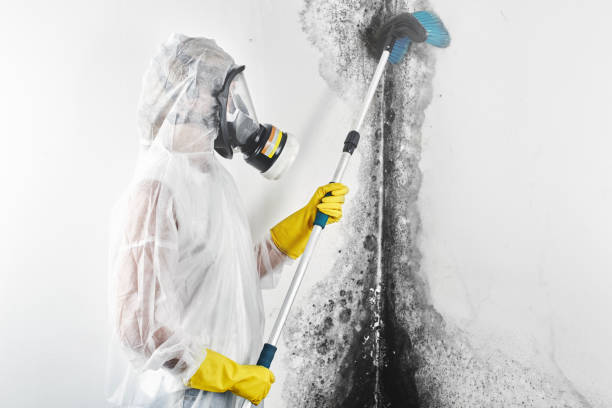Best Mold Damage Restoration  in Ashville, OH