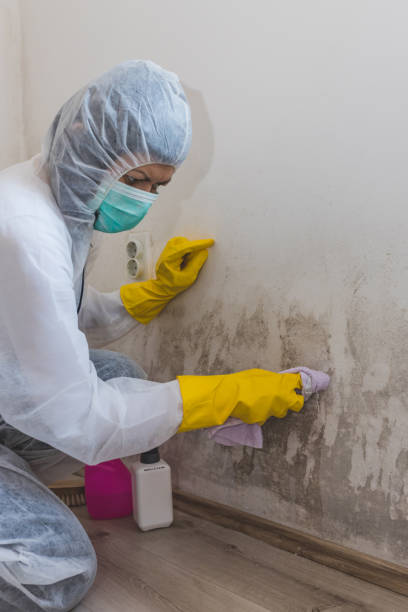 Best Biohazard Mold Removal  in Ashville, OH
