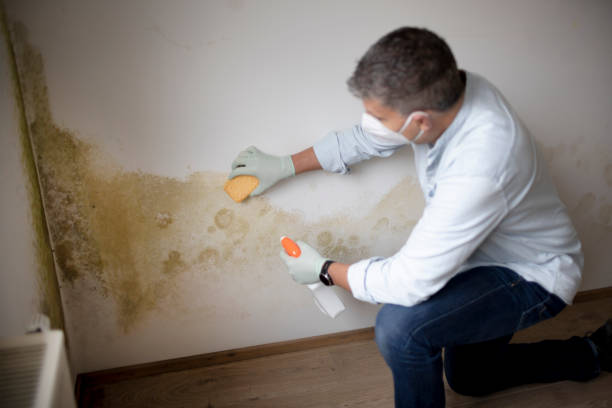 Best Mold Damage Restoration  in Ashville, OH