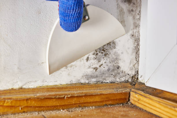 Best Mold Remediation for Vacation Homes  in Ashville, OH